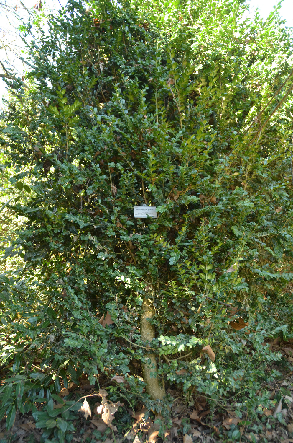 'Hollandia' Buxus sempervirens