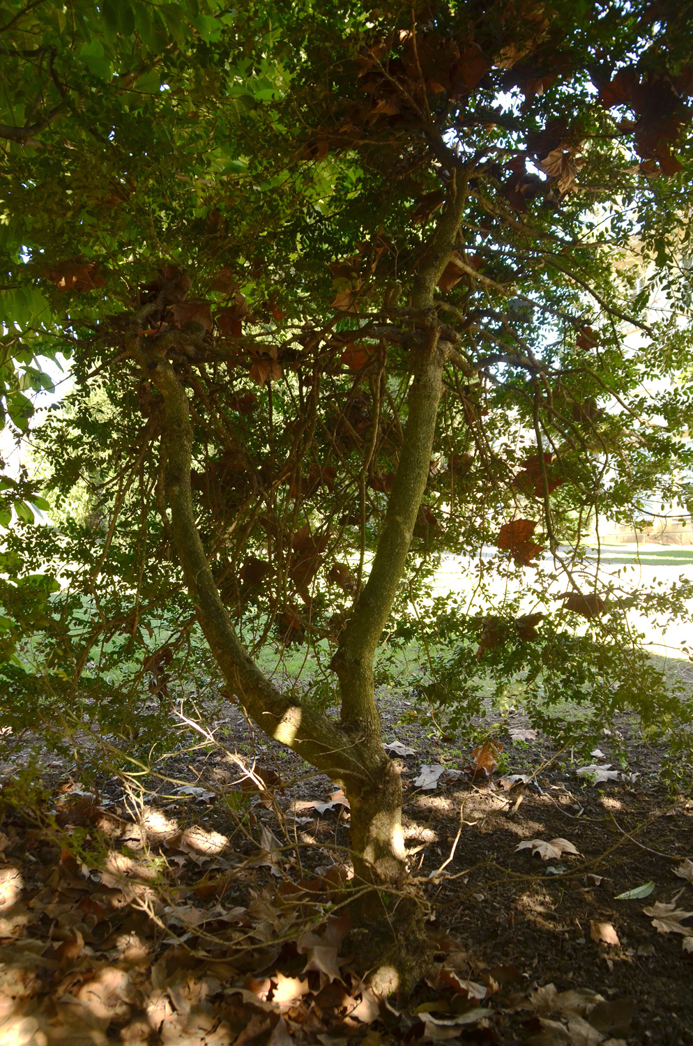 'Pendula' Buxus sempervirens