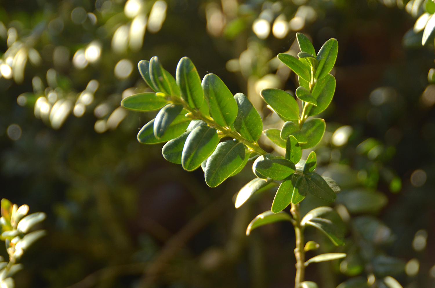 Buxus sempervirens 'Rotundifolia' - Stuttgart-Hohenheim - Febr. 2023