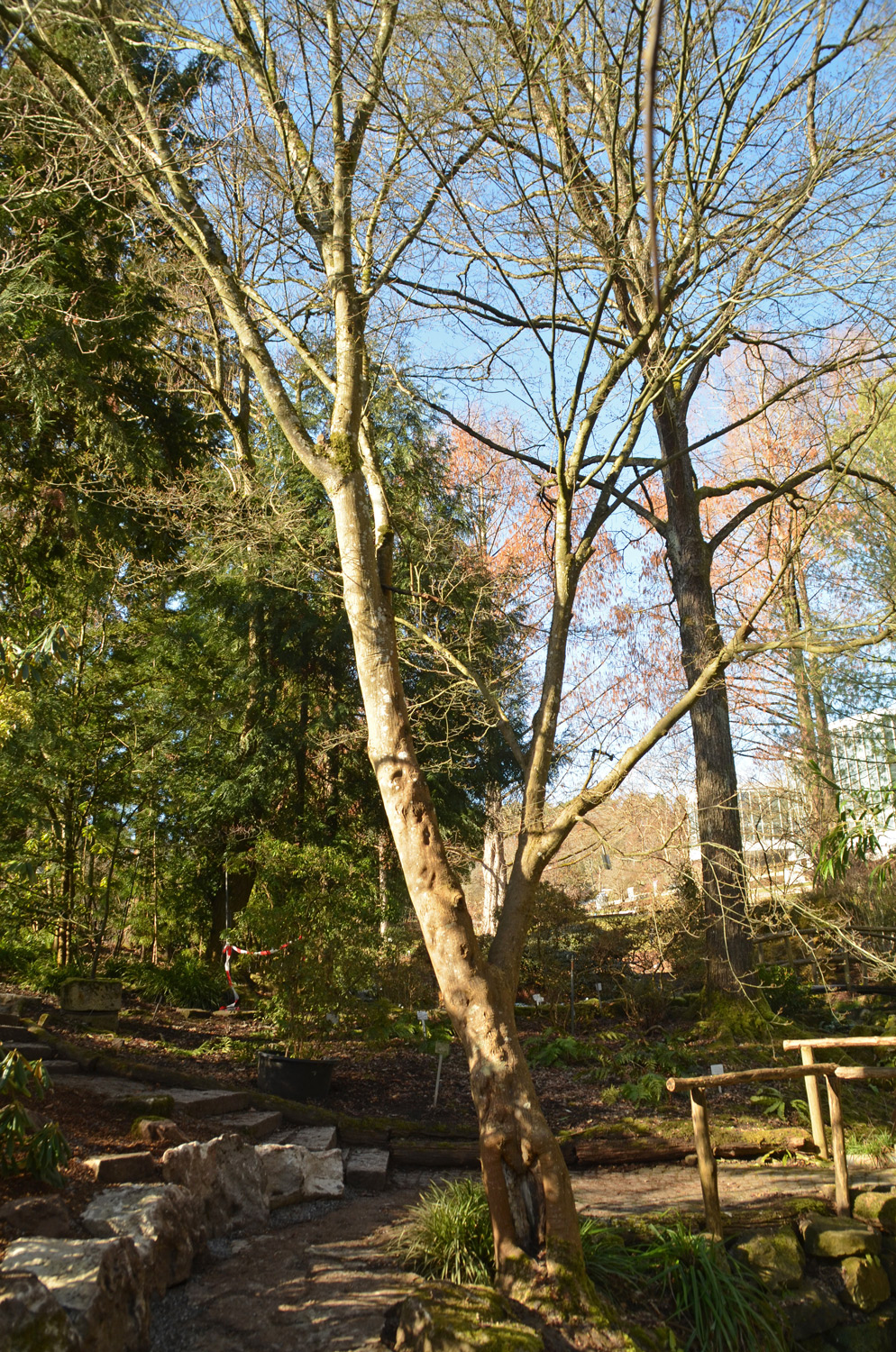 Acer palmatum - Tübingen - Feb. 2023