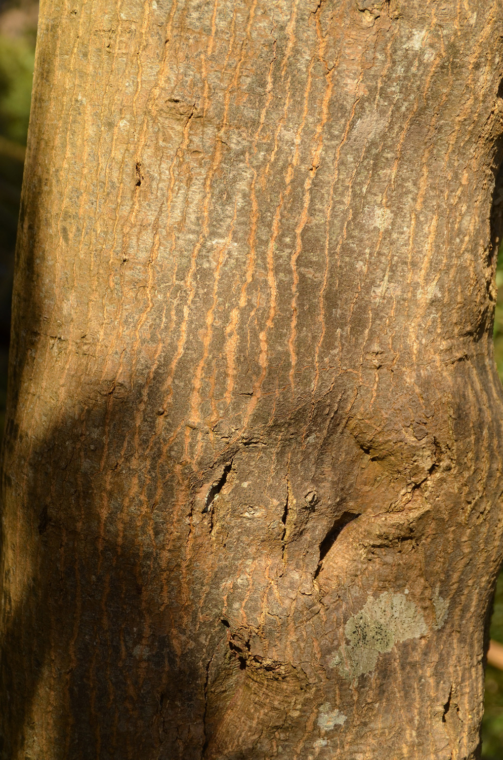 Acer palmatum - Tübingen - Feb. 2023