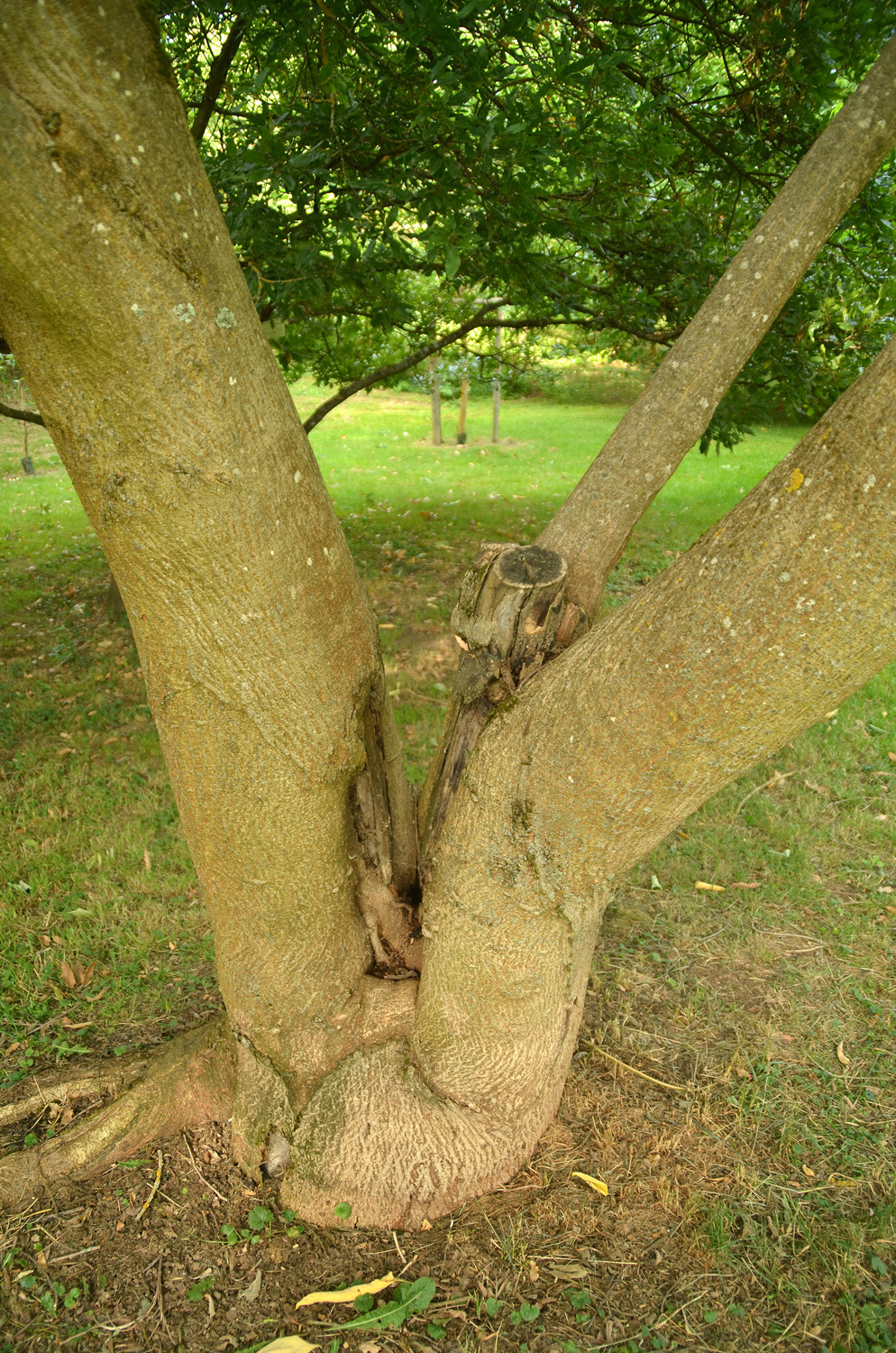 Broussonetia papyrifera - Stuttgart-Hohenheim - Juli 2023