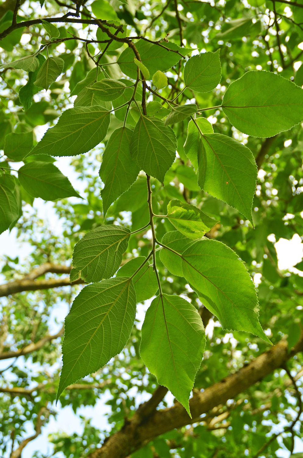 Broussonetia papyrifera - Stuttgart-Hohenheim - Juli 2023