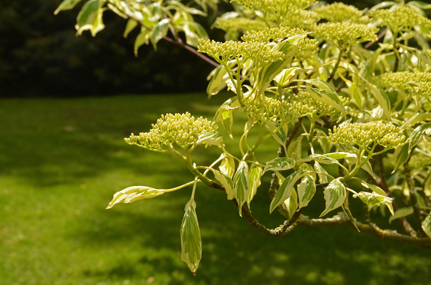 Cornus controversa 'Variegata' - Stuttgart-Hohenheim - Mai 2023