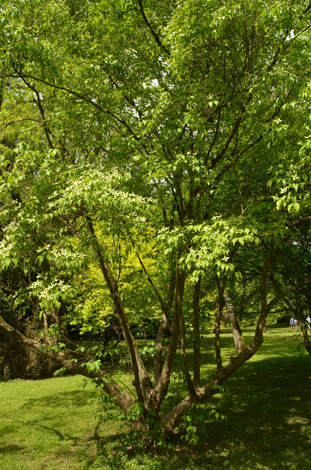 Cornus kousa var. chinensis