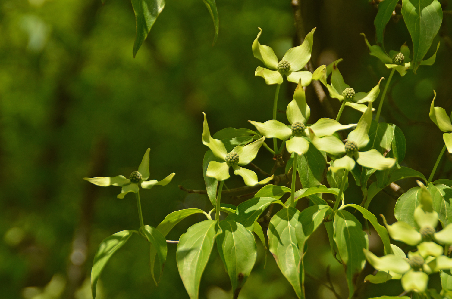 Cornus kousa - Stuttgart-Hohenheim - Mai 2023