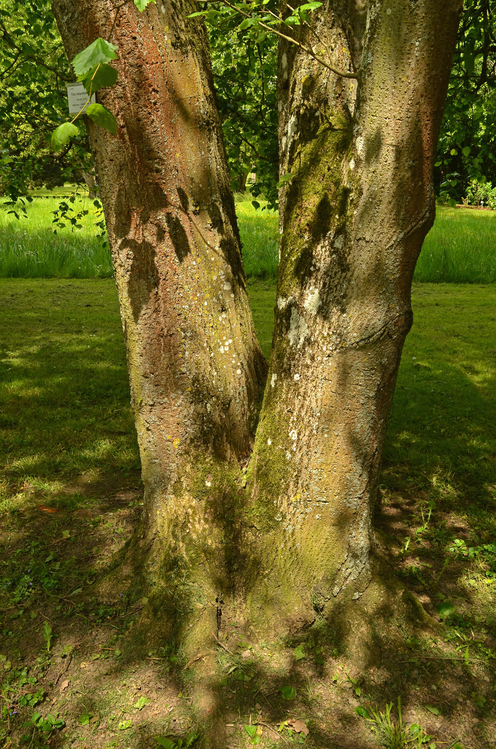 Tilia miqueliana - Stuttgart-Hohenheim - Mai 2023