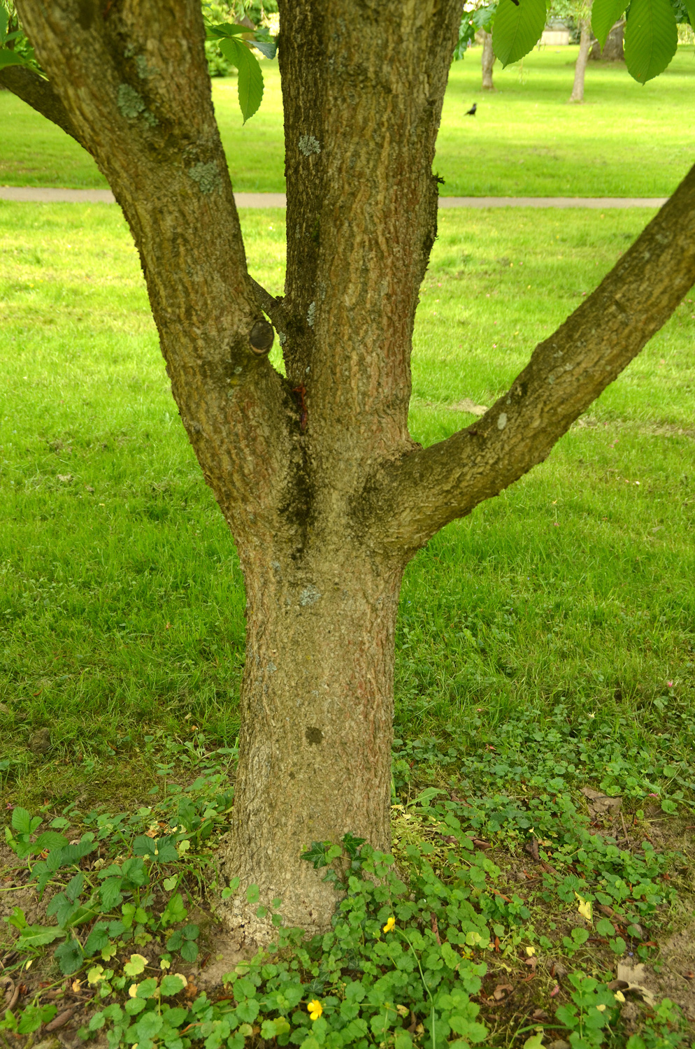 Aesculus turbinata - Stuttgart-Hohenheim - Mai 2023