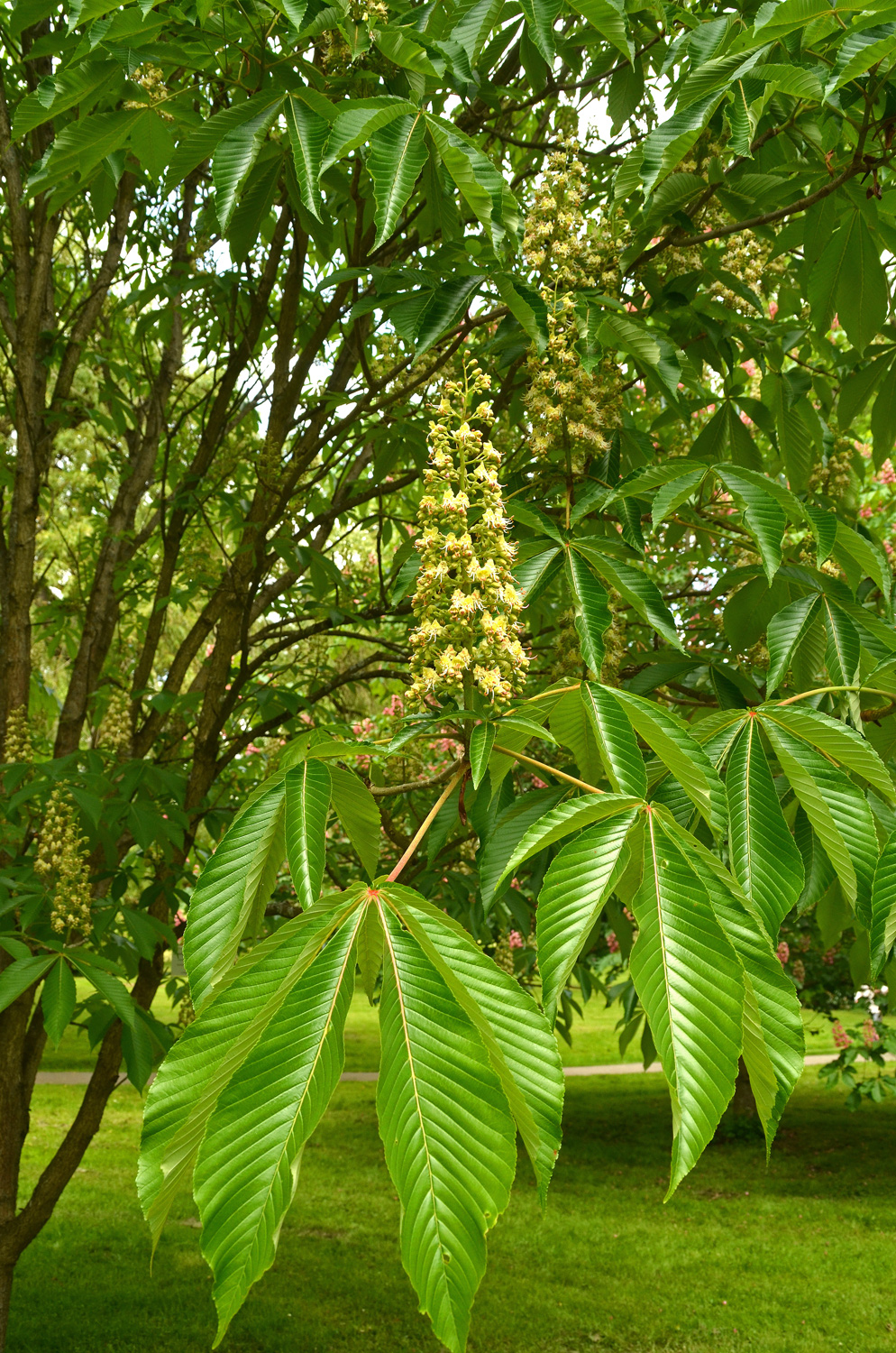 Aesculus turbinata - Stuttgart-Hohenheim - Mai 2023