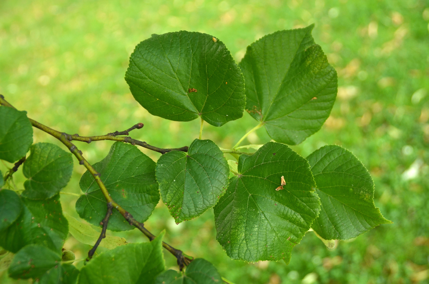 Tilia × euchlora - Stuttgart-Hohenheim - Juli 2023