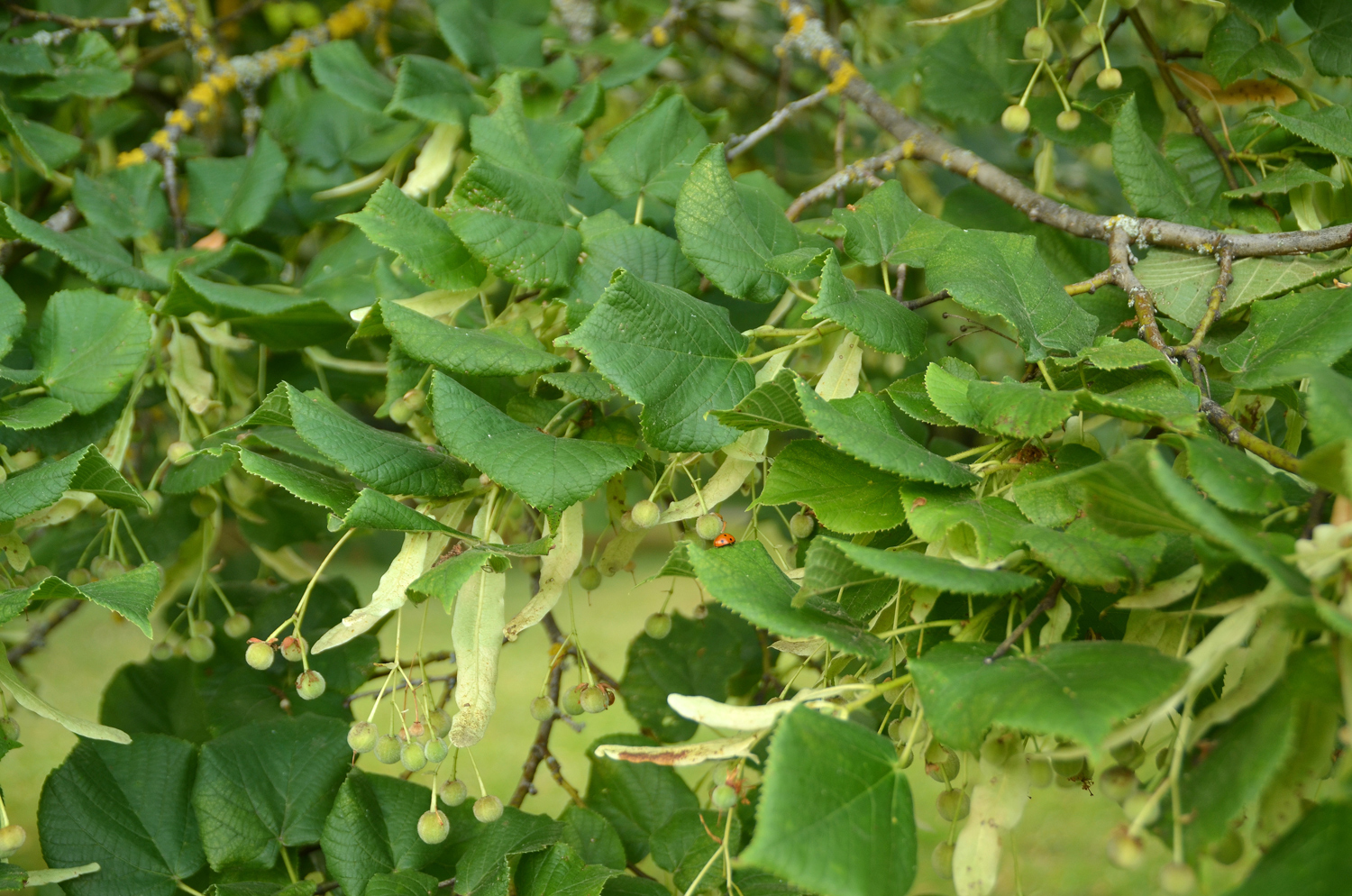 Tilia × euchlora - Stuttgart-Hohenheim - Juli 2023