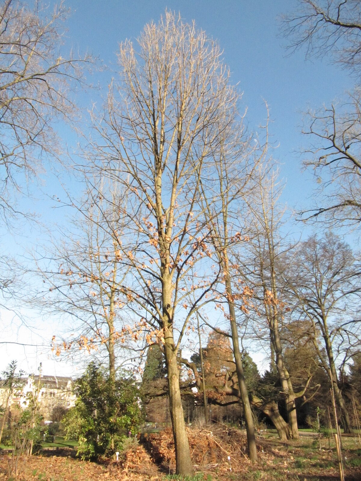 macrocarpa Quercus