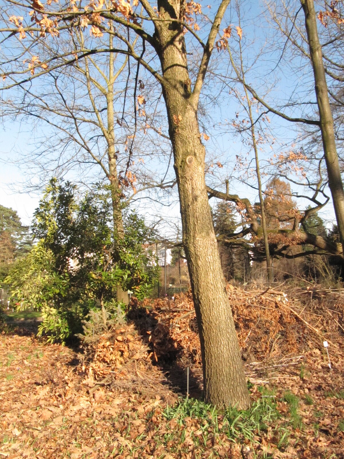 Quercus macrocarpa - Bonn - Febr. 2023
