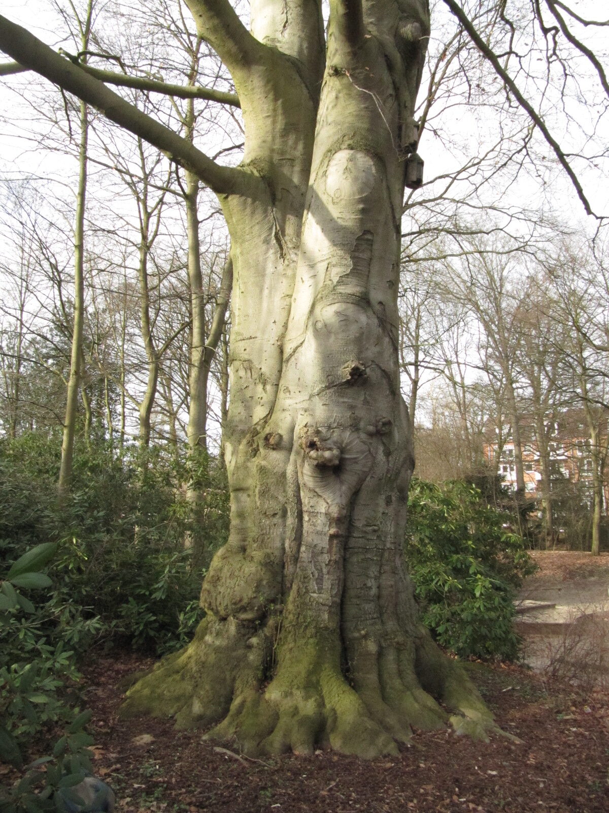 Blut-Buche - HH Horn Blohms Park - März 2023