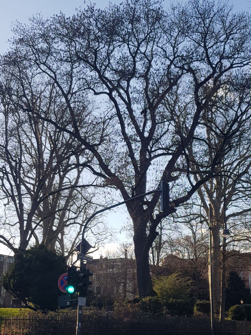 angustifolia Fraxinus