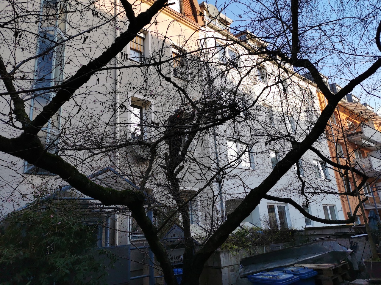 Prunus × subhirtella 'Autumnalis'  - Nürnberg - 2023