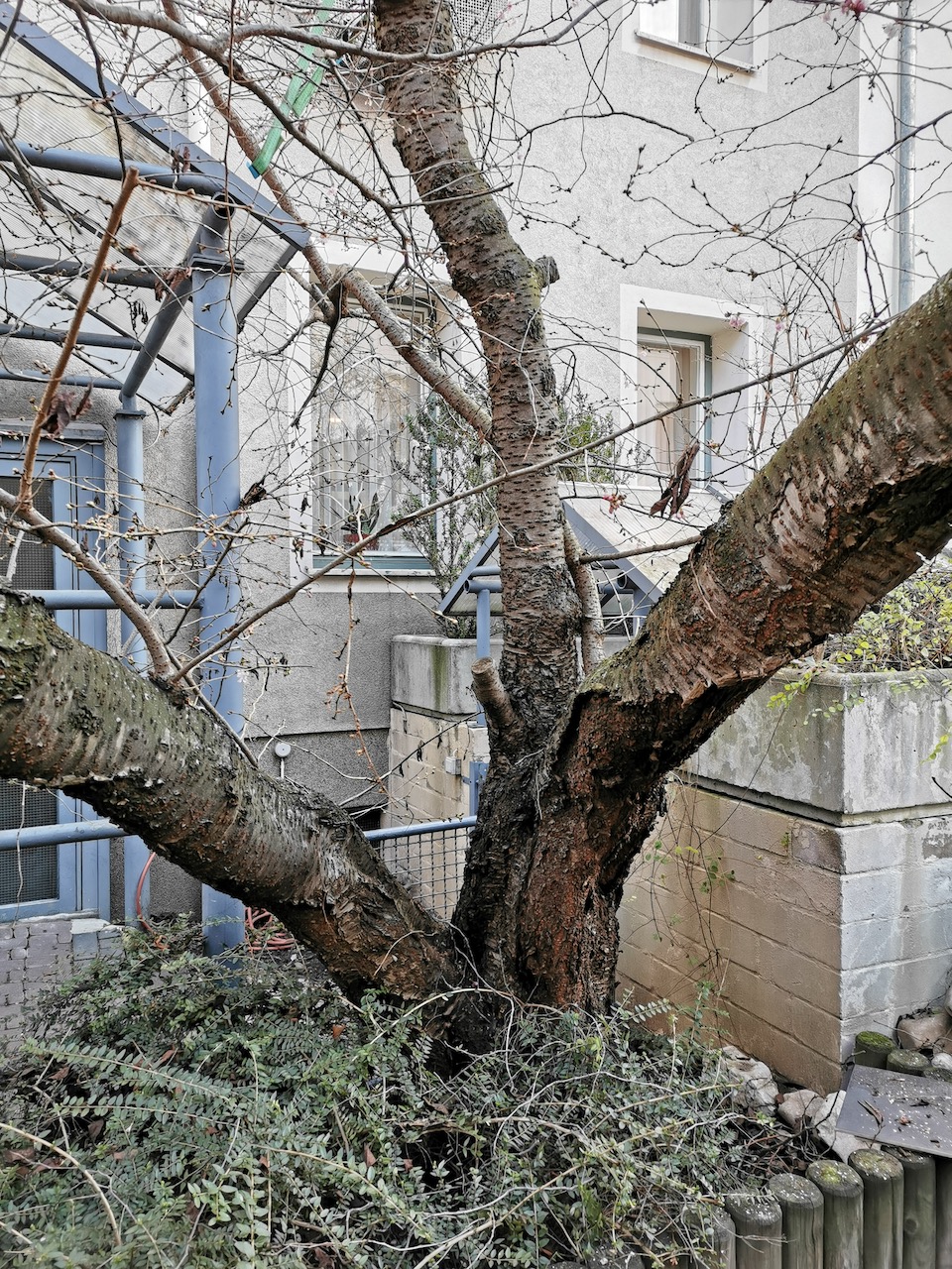 Prunus × subhirtella 'Autumnalis'  - Nürnberg - 2023