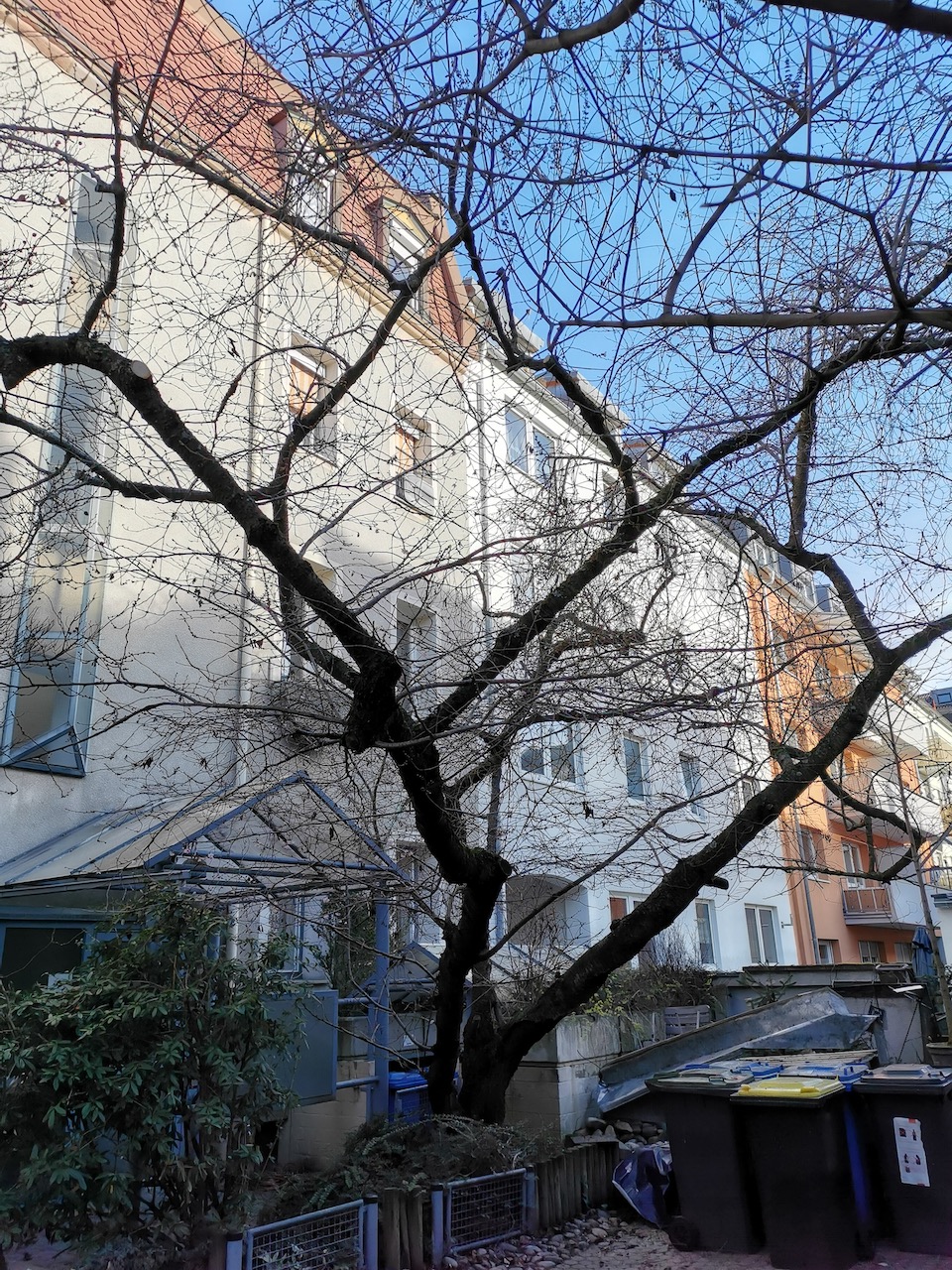 Prunus × subhirtella 'Autumnalis'  - Nürnberg - 2023