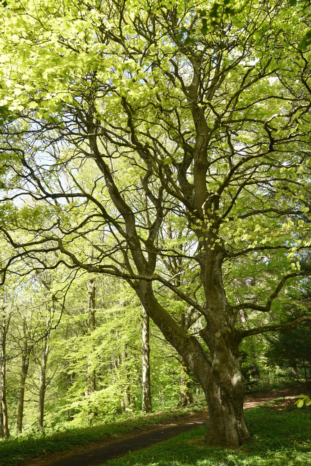 'Worley' Acer pseudoplatanus