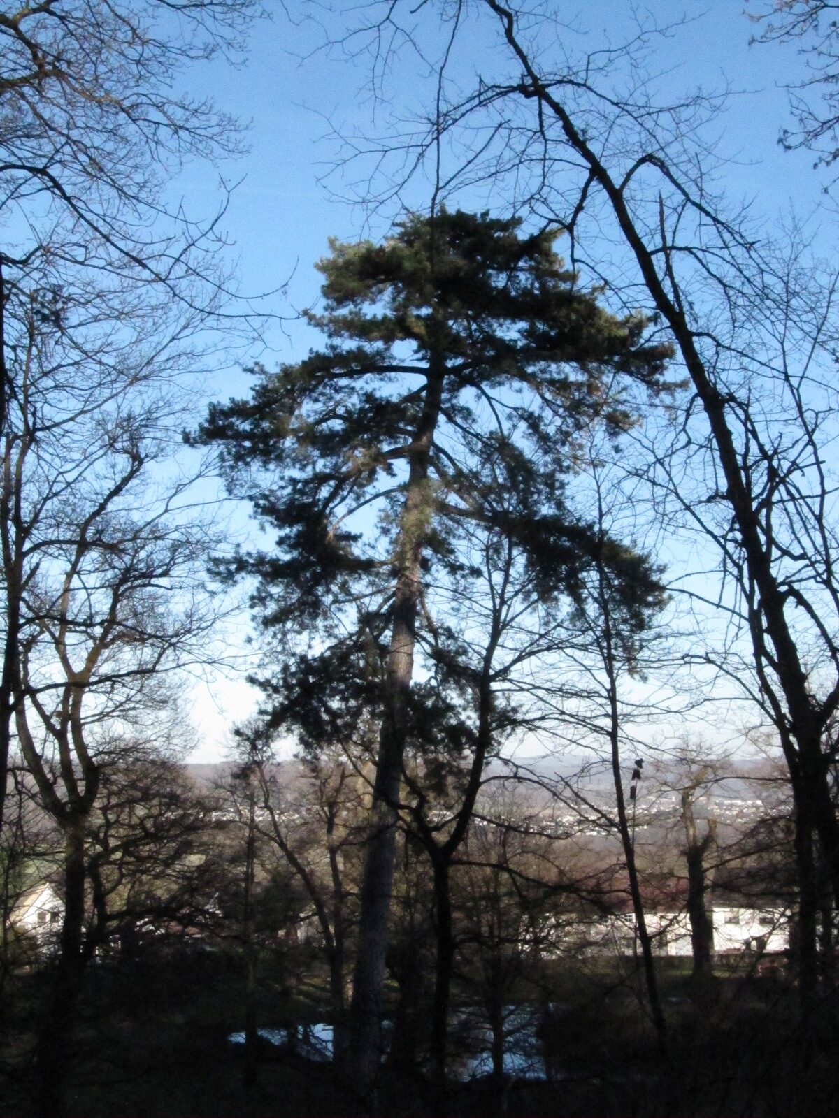 nigra Pinus subsp. laricio