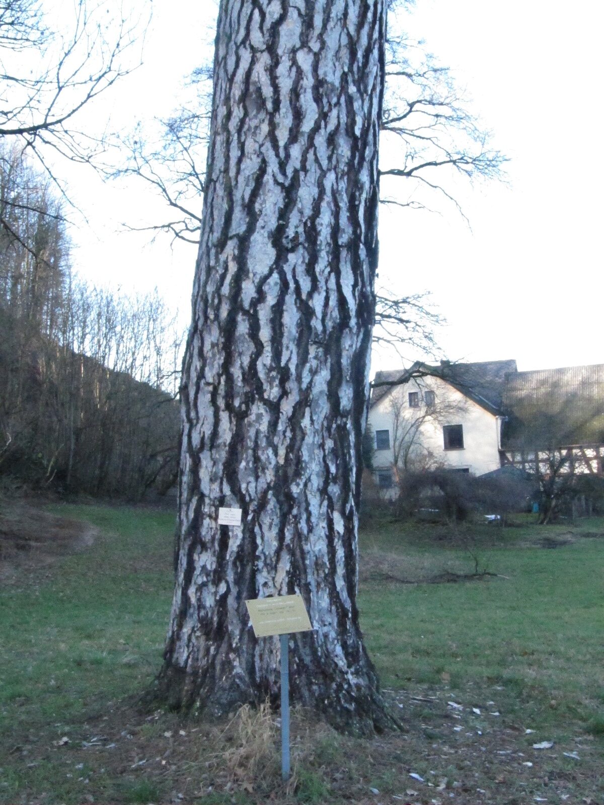Pinus nigra var. laricio - Schlosspark Molsberg - Jan. 2024