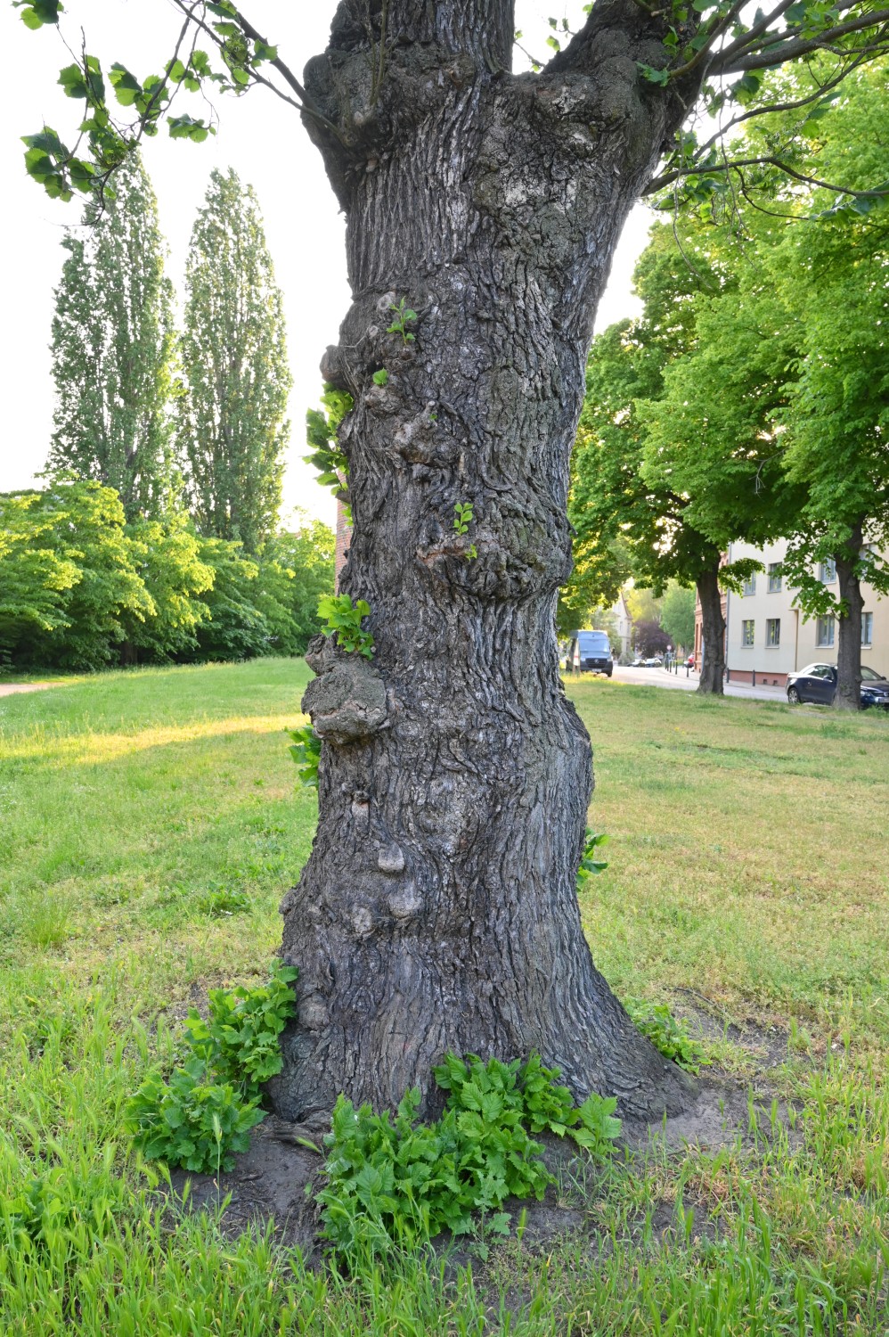 Ulmus glabra 'Exoniensis' - Stendal - Mai 2023