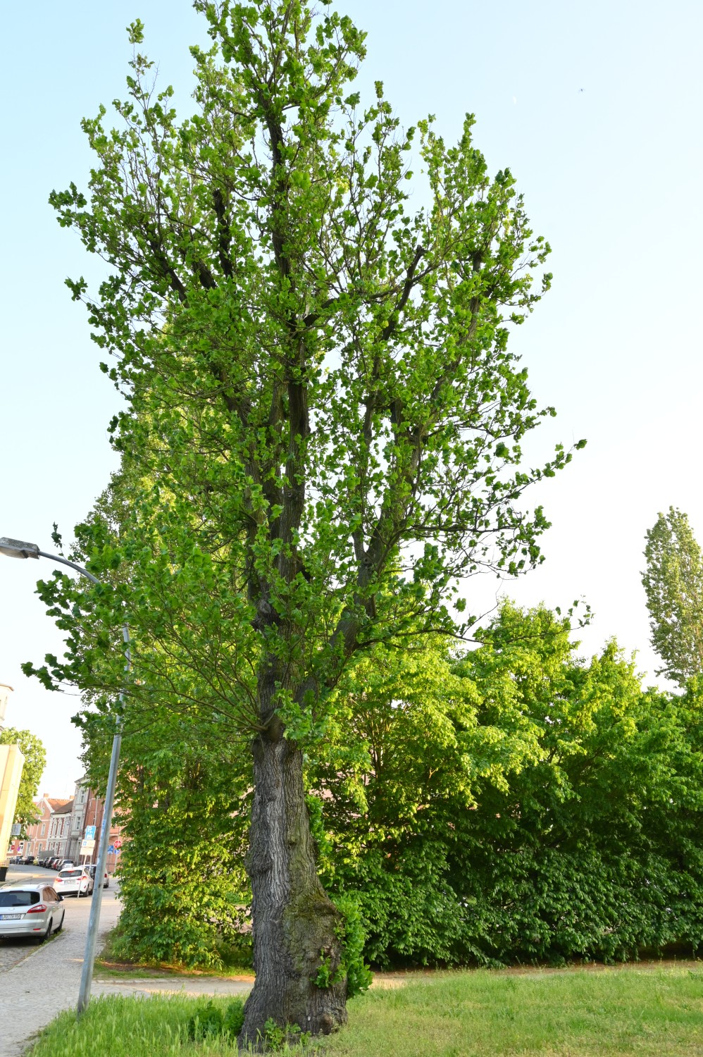 Ulmus glabra 'Exoniensis' - Stendal - Mai 2023
