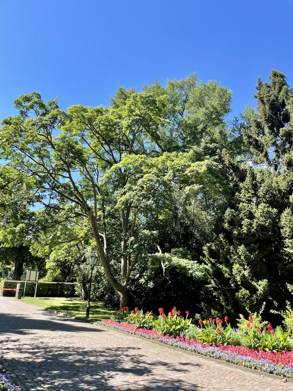 amurense Phellodendron