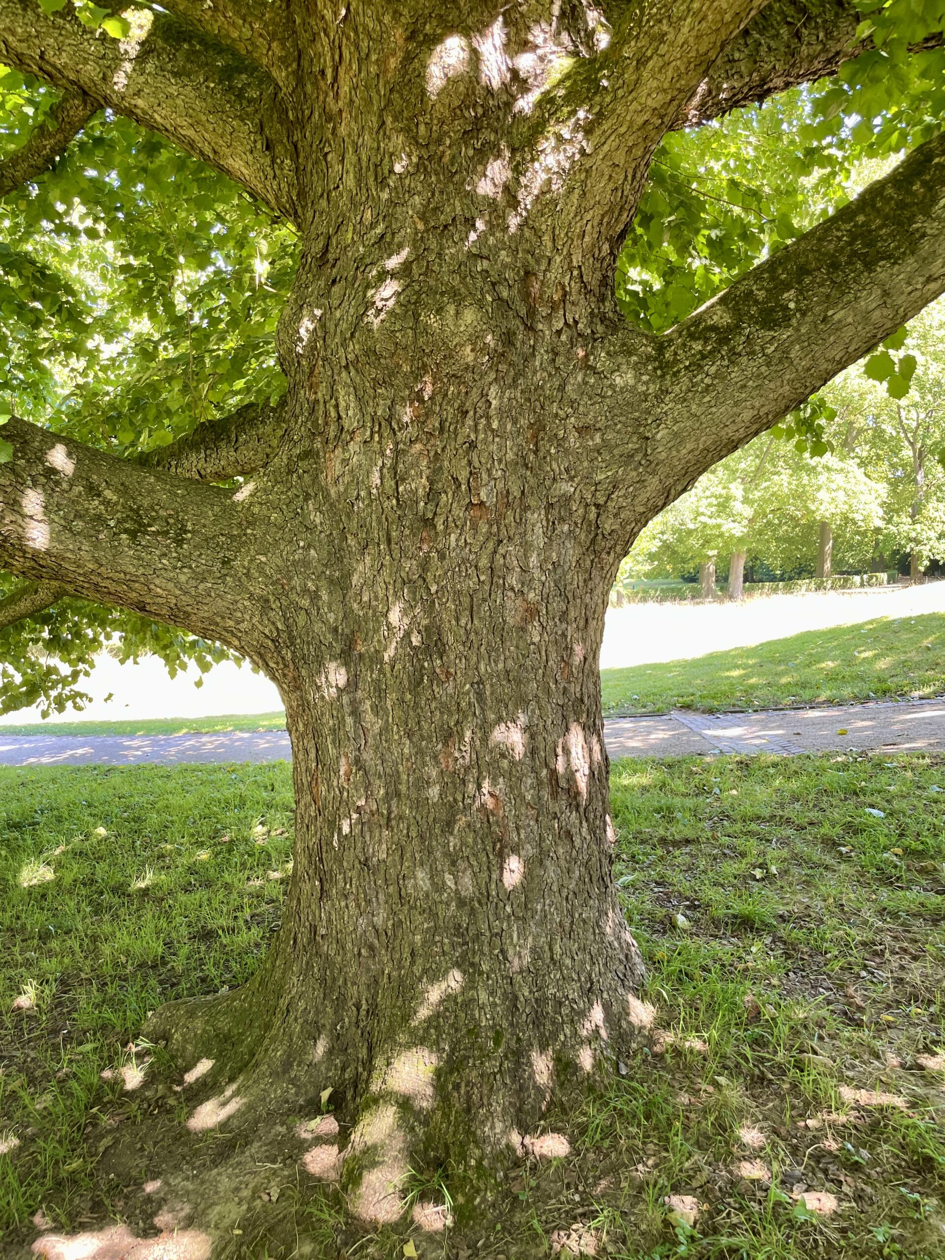 Corylus colurna - Bad Homburg - August 2024