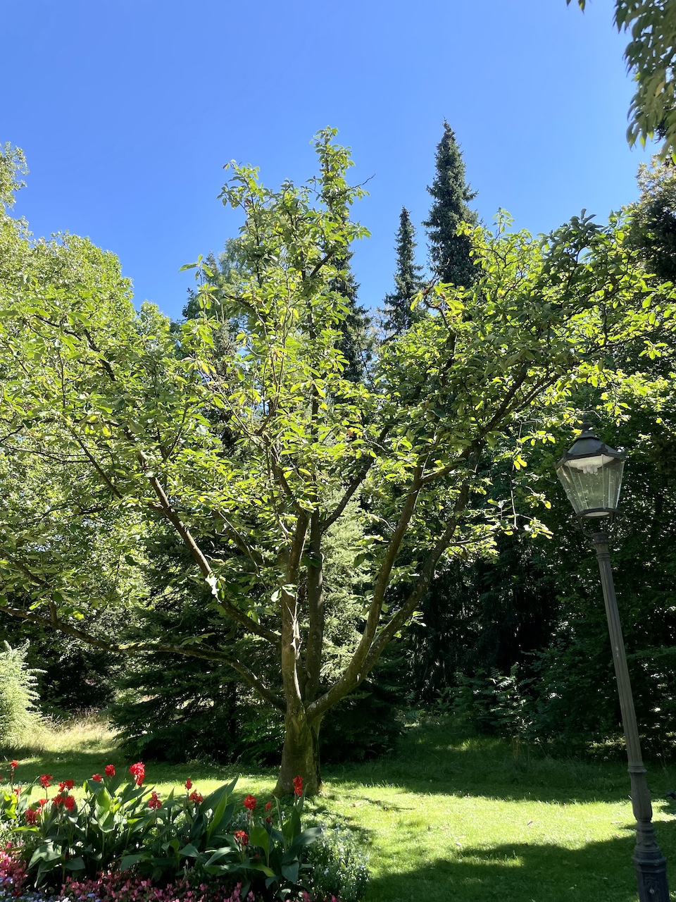 Magnolia obovata - Bad Homburg - August 2024