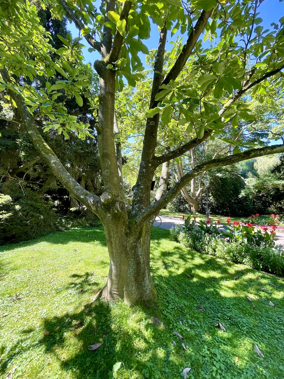 Magnolia obovata - Bad Homburg - August 2024