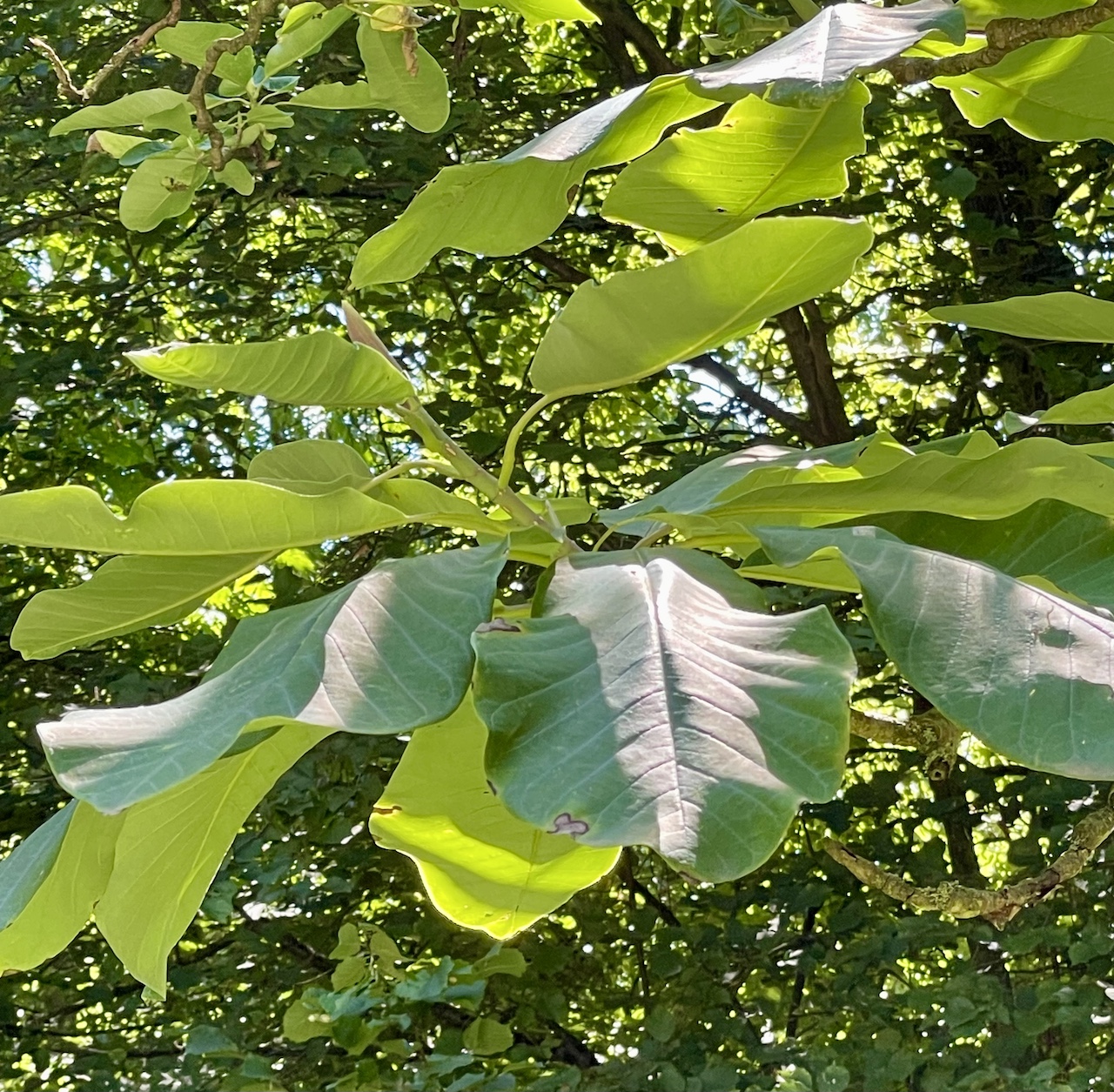 Magnolia obovata - Bad Homburg - August 2024