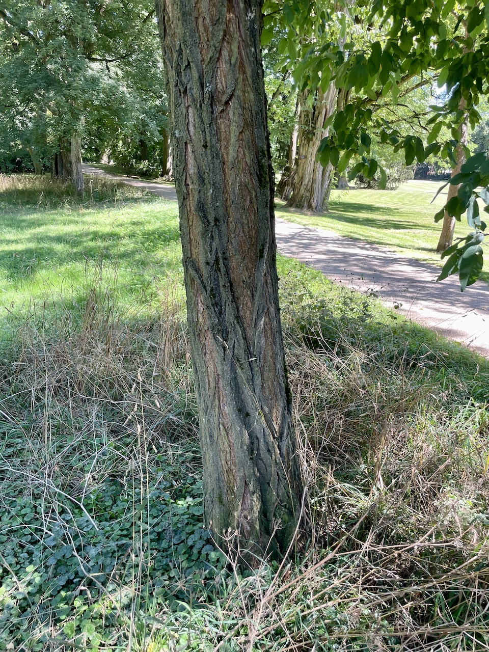 Robinia pseudoacacia 'Unifoliola' - Bad Homburg - August 2024