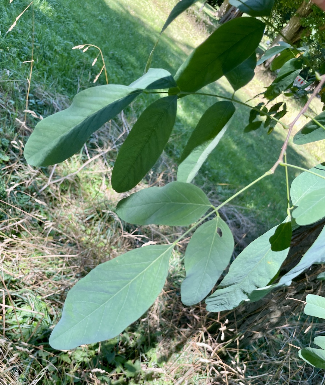Robinia pseudoacacia 'Unifoliola' - Bad Homburg - August 2024