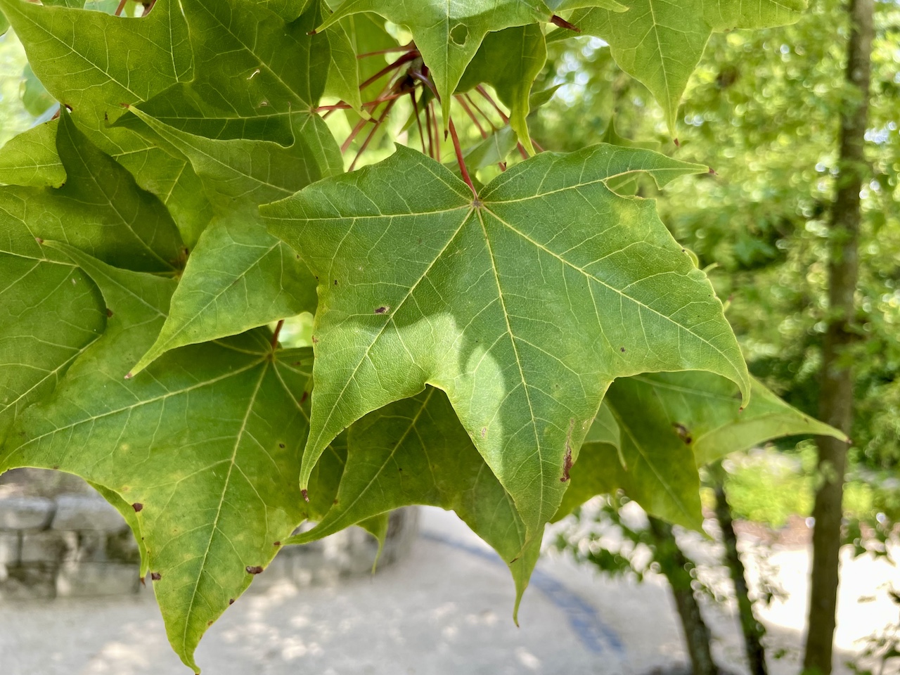 Acer cappadocicum subsp. sinicum  - Frankfurt -  Juli 2024