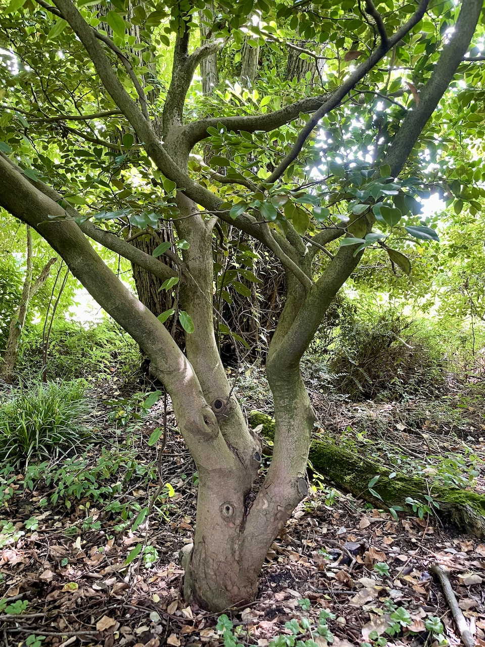 Distylium racemosum  - Frankfurt -  Juli 2024