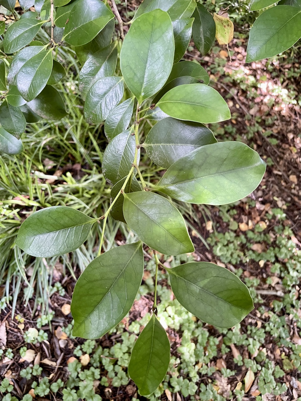 Distylium racemosum  - Frankfurt -  Juli 2024