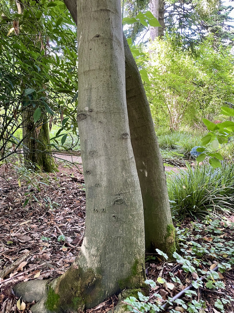 Celtis bungeana  - Frankfurt -  Juli 2024