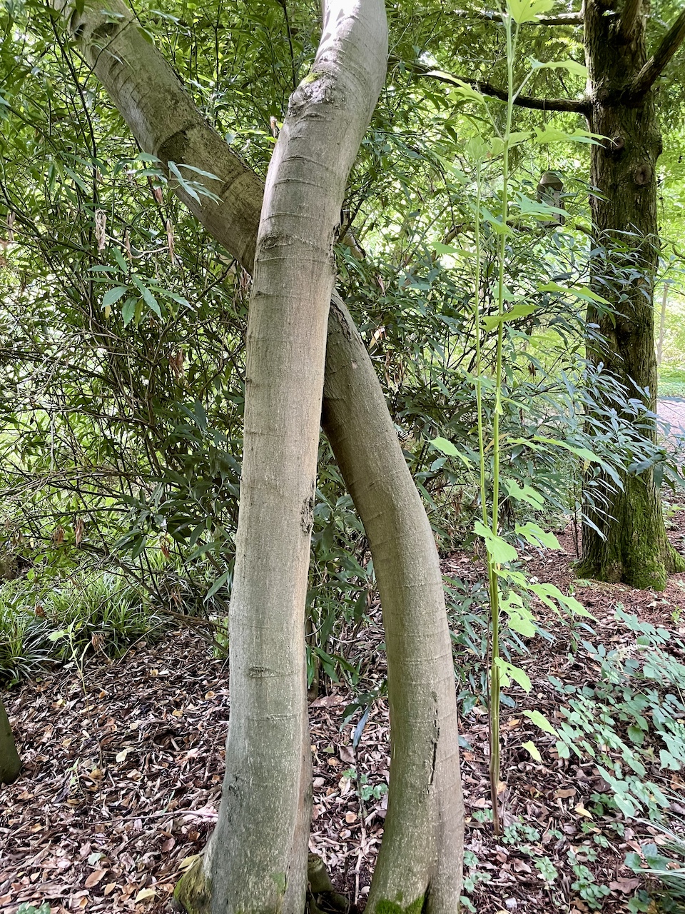 Celtis bungeana  - Frankfurt -  Juli 2024