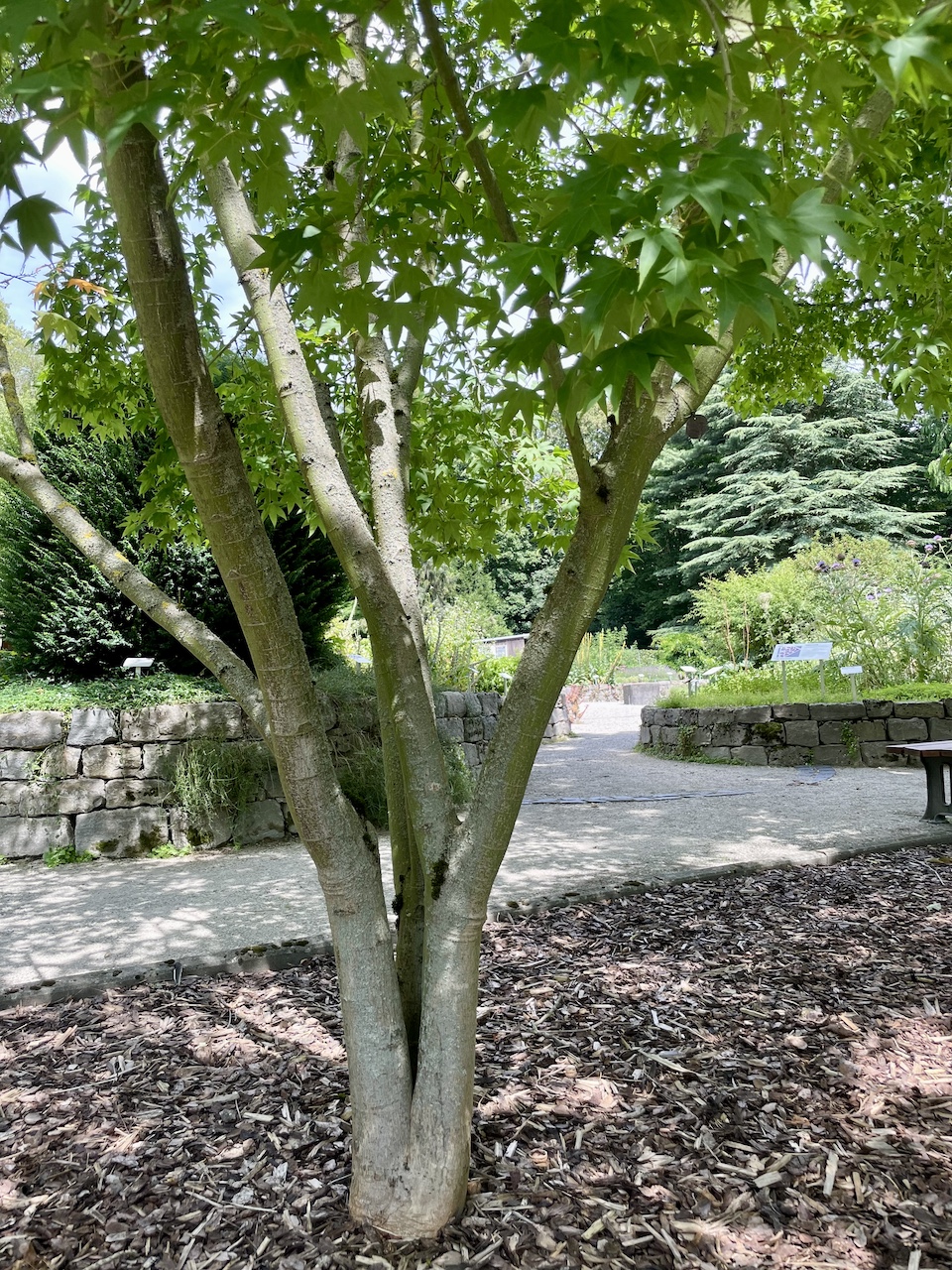 Acer oliverianum  - Frankfurt -  Juli 2024