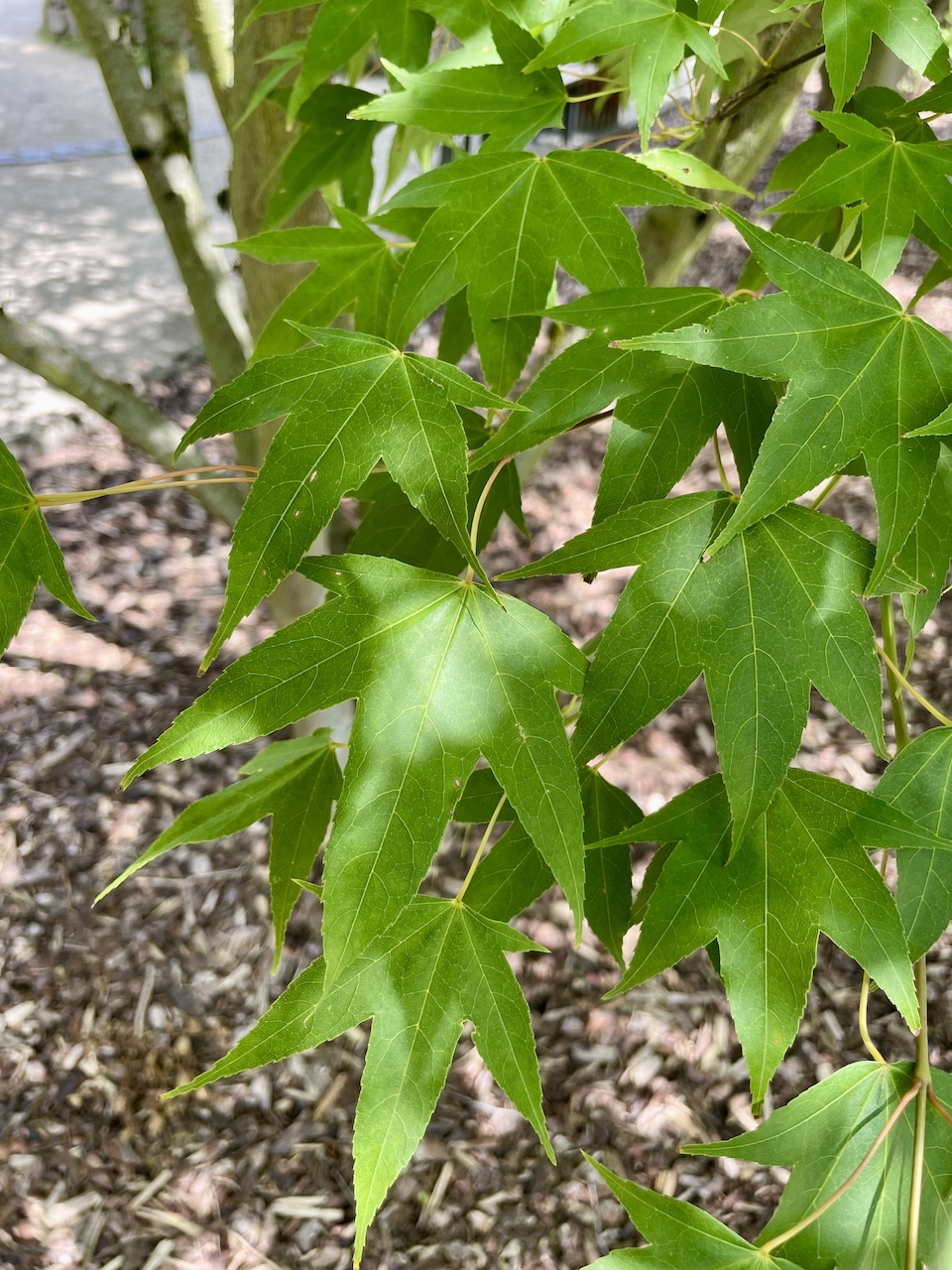 Acer oliverianum  - Frankfurt -  Juli 2024