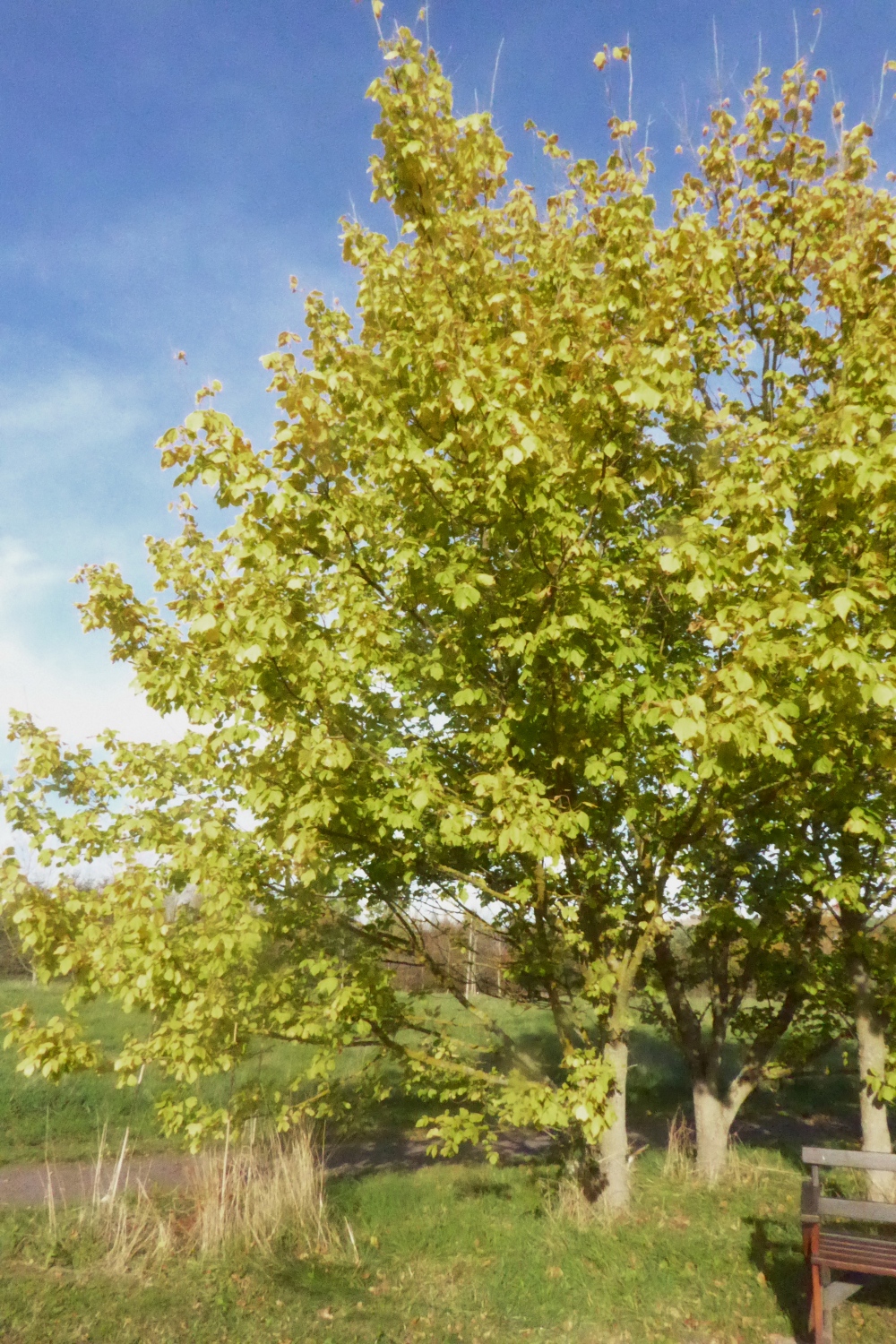 Acer negundo var. texanum