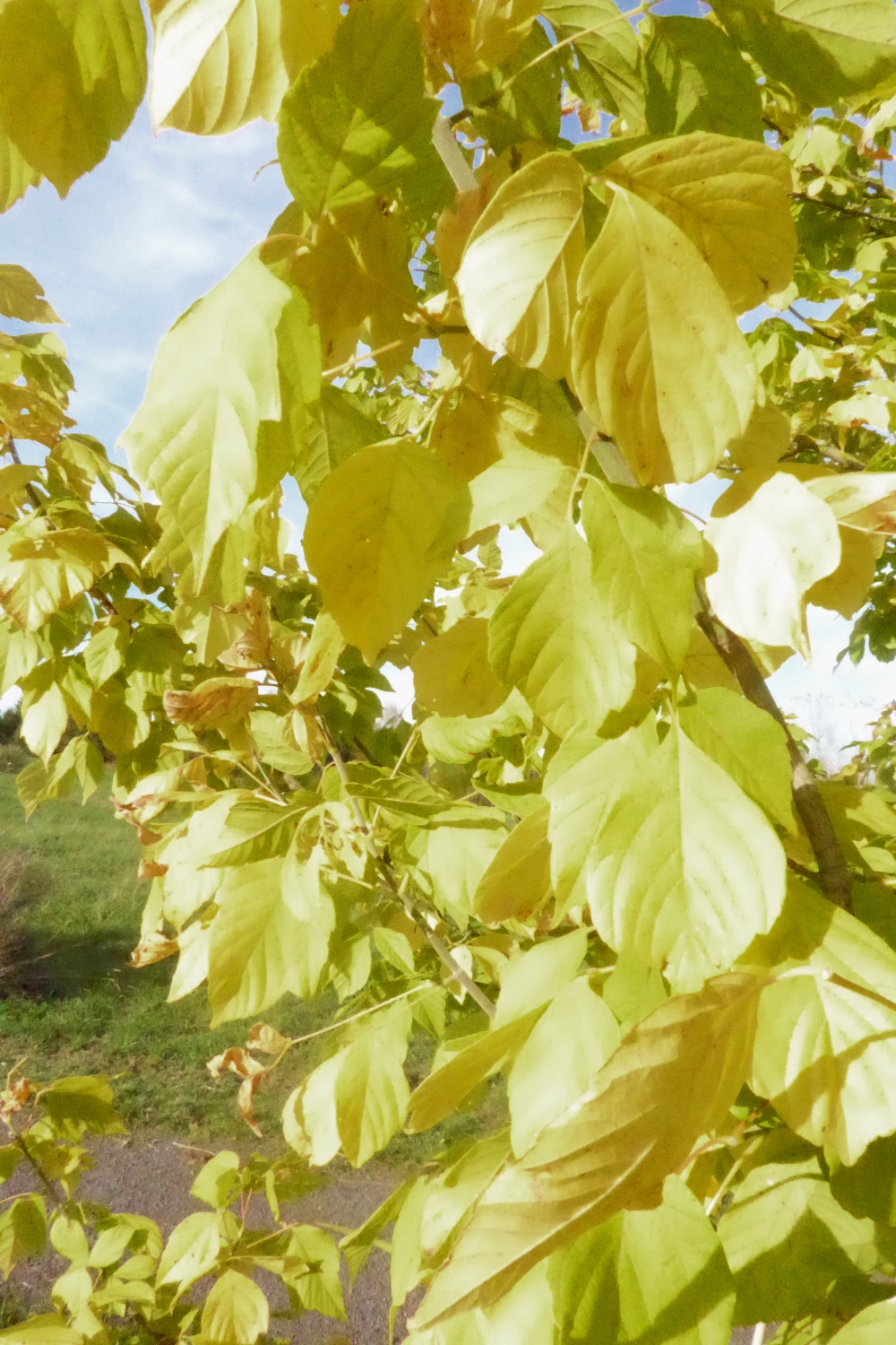 Acer negundo var. texanum - Tharandt - Okt. 2022