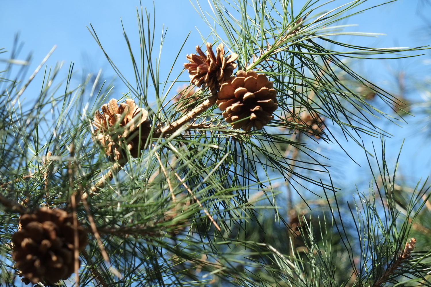 Pinus tabuliformis - Dresden - März 2014
