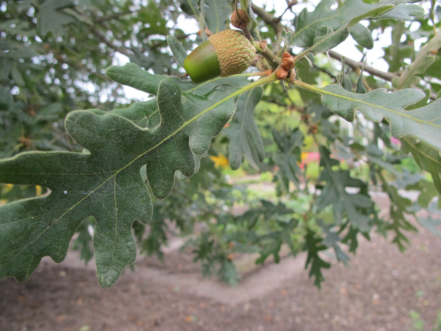 Quercus pyrenaica - Dresden - Oktober 2012