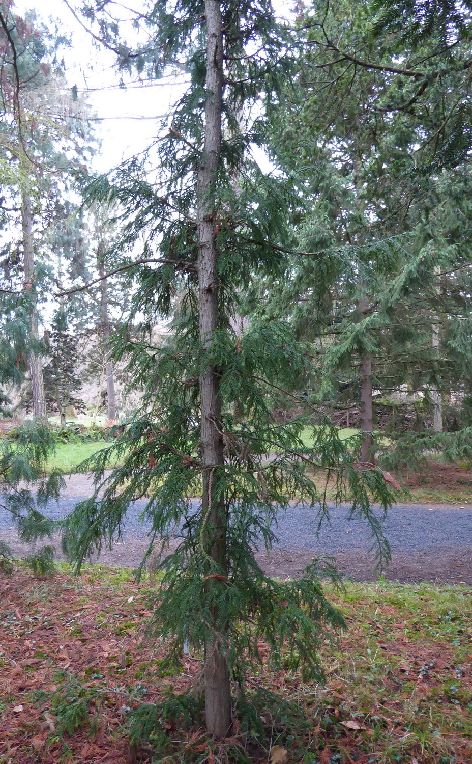 cryptomerioides Taiwania