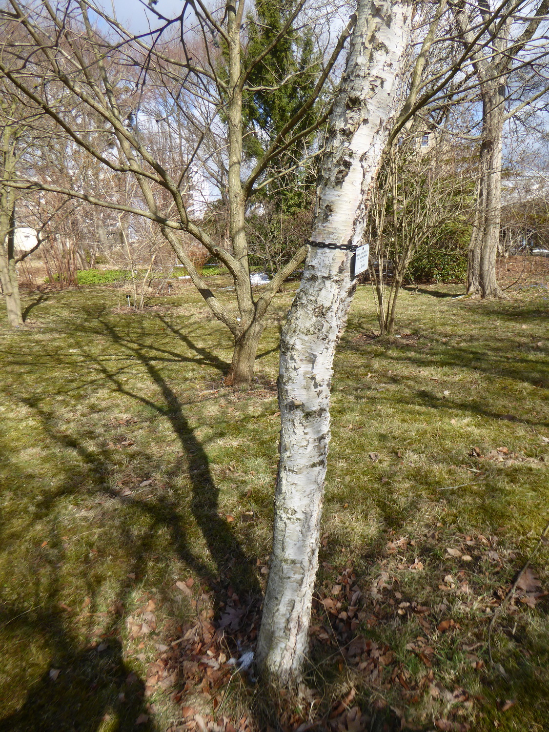 Betula platyphylla - Dresden - März 2018