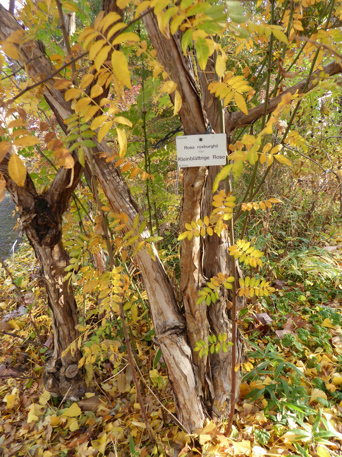Rosa roxburghii - Dresden - November 2021