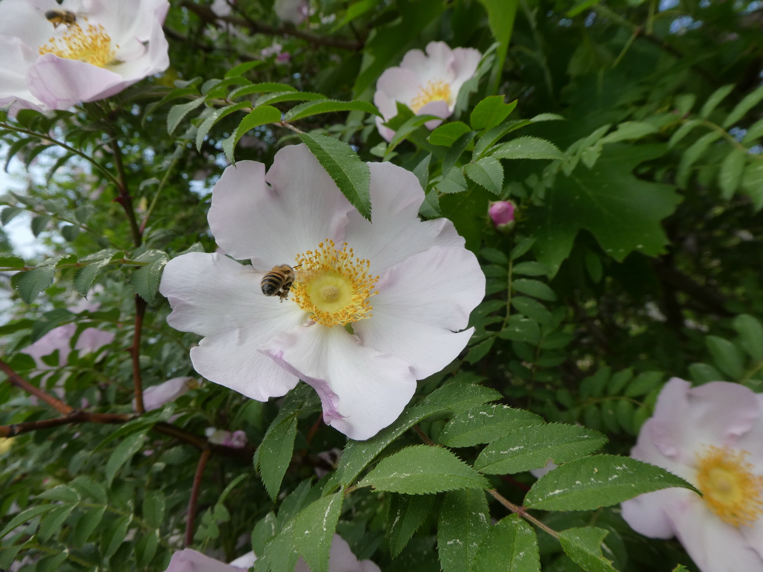 Rosa roxburghii - Dresden - Mai 2018