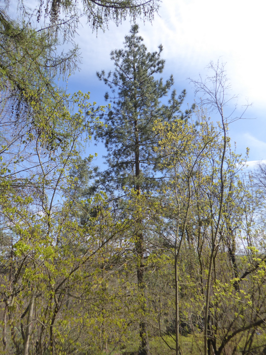 Pinus subsp. hamata sylvestris
